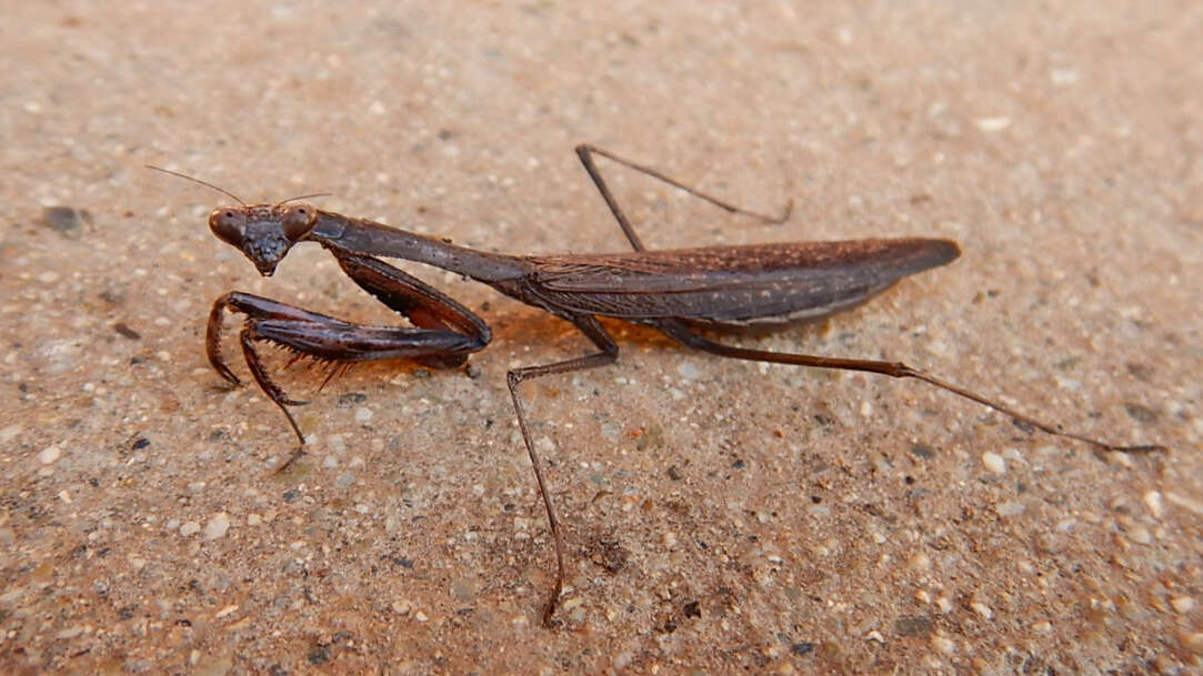 Image of Statilia maculata Thunberg 1784