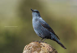 Plancia ëd Monticola solitarius (Linnaeus 1758)