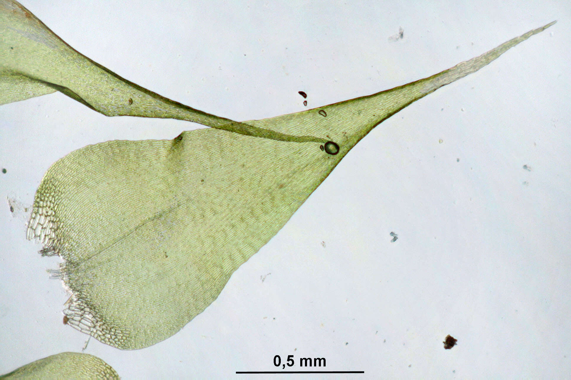 Слика од Campylium stellatum