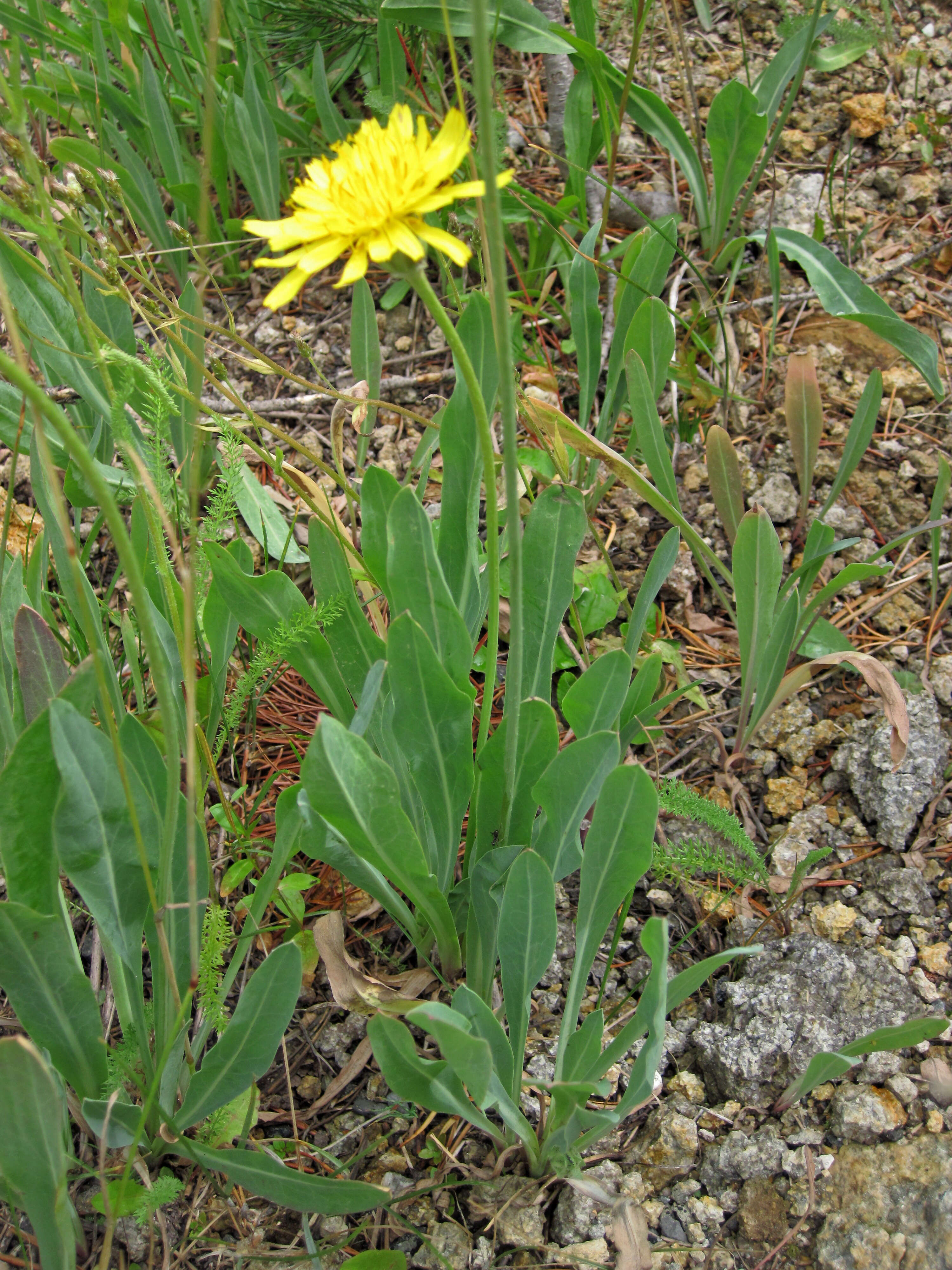 Image of pale agoseris