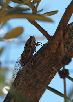 Image of Cicada barbara (Stal 1866)