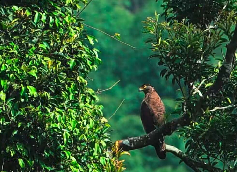 Image of Crested Serpent Eagle