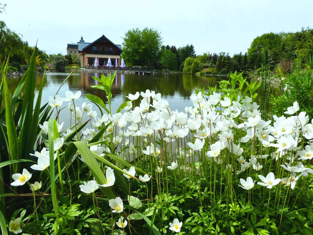 Image of Snowdrop Anemone