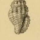 Image de Hemilienardia calcicincta (Melvill & Standen 1895)