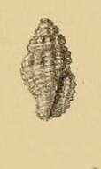 Image of Hemilienardia calcicincta (Melvill & Standen 1895)