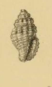 Image de Hemilienardia calcicincta (Melvill & Standen 1895)
