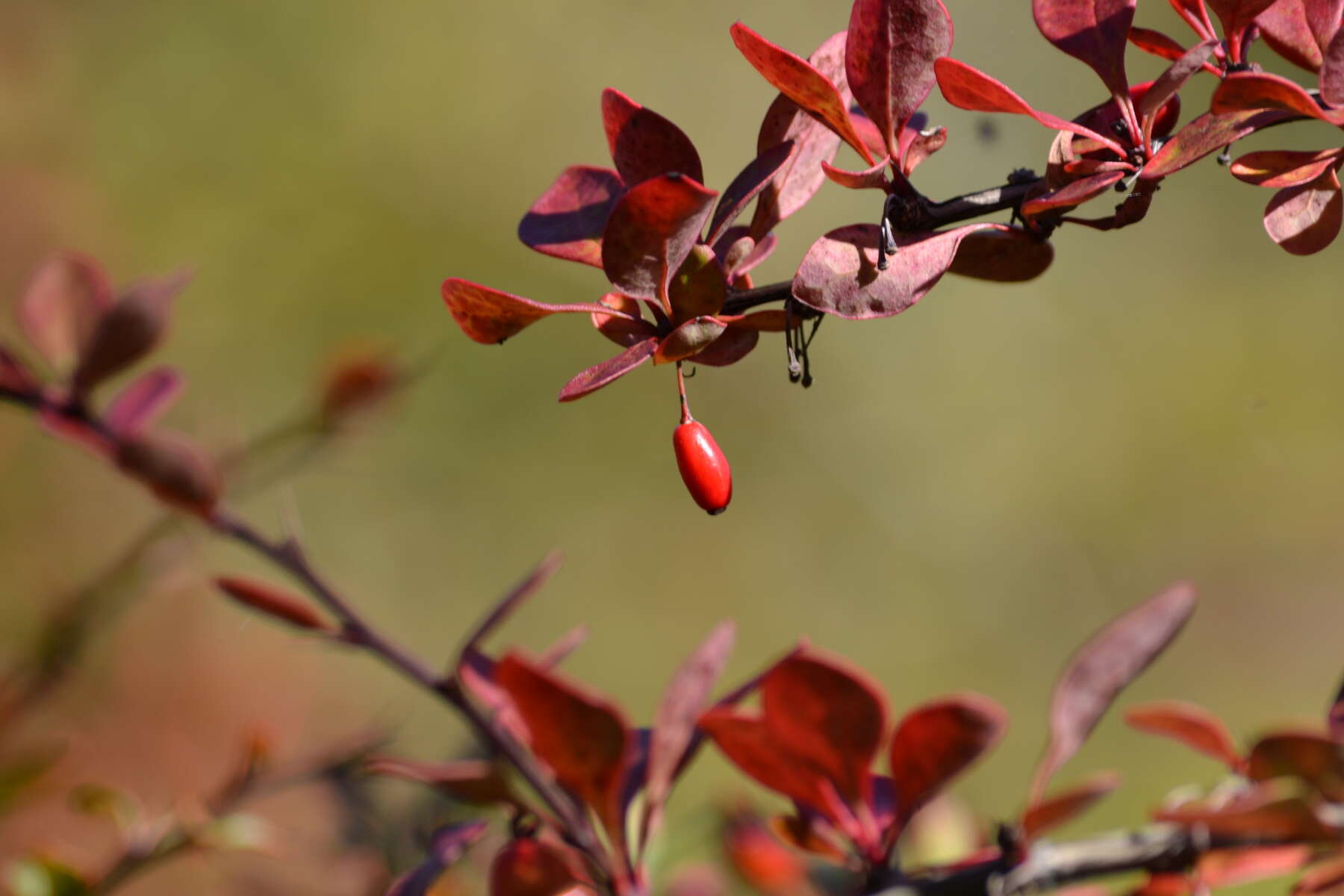 Image of Japanese barberry