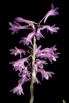 Sivun Dendrobium hasseltii (Blume) Lindl. kuva