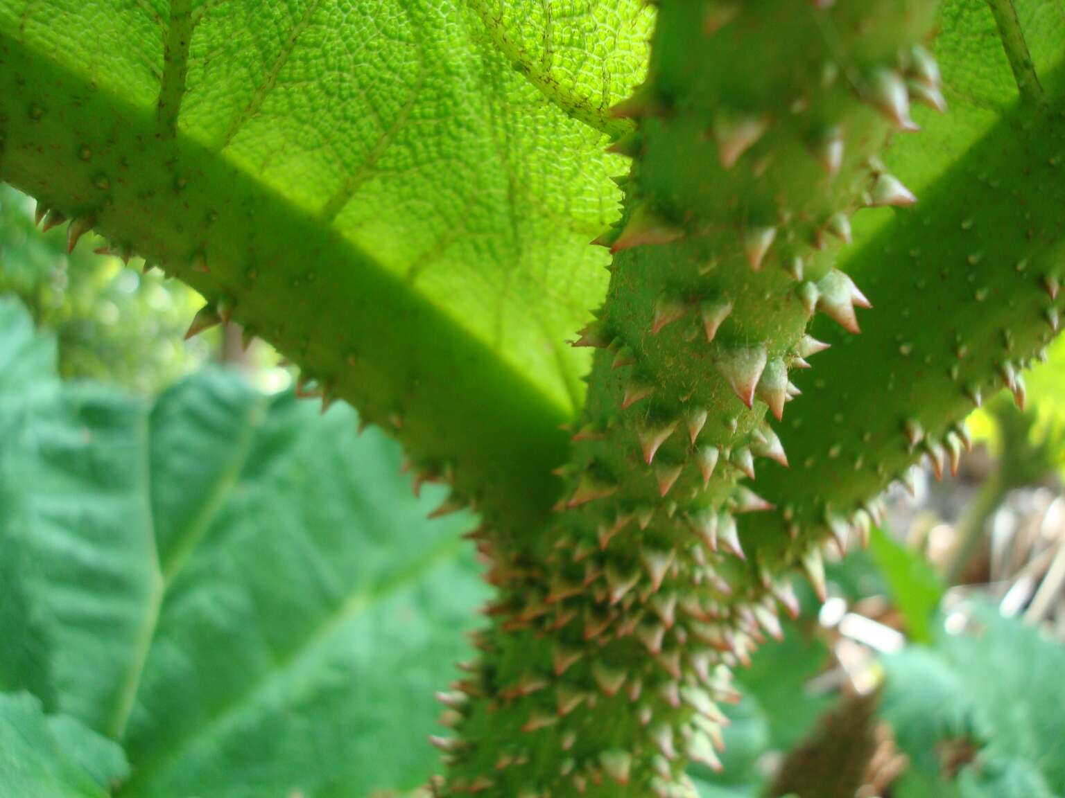 Image of giant rhubarb