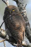 Image of Asian Barred Owlet