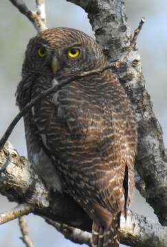 Image of Asian Barred Owlet