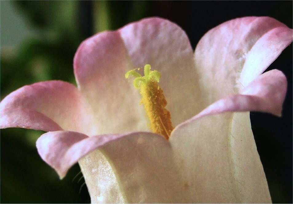 Image of Canterbury Bells