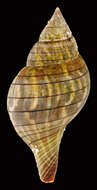 Image of Cinctura hunteria (Perry 1811)