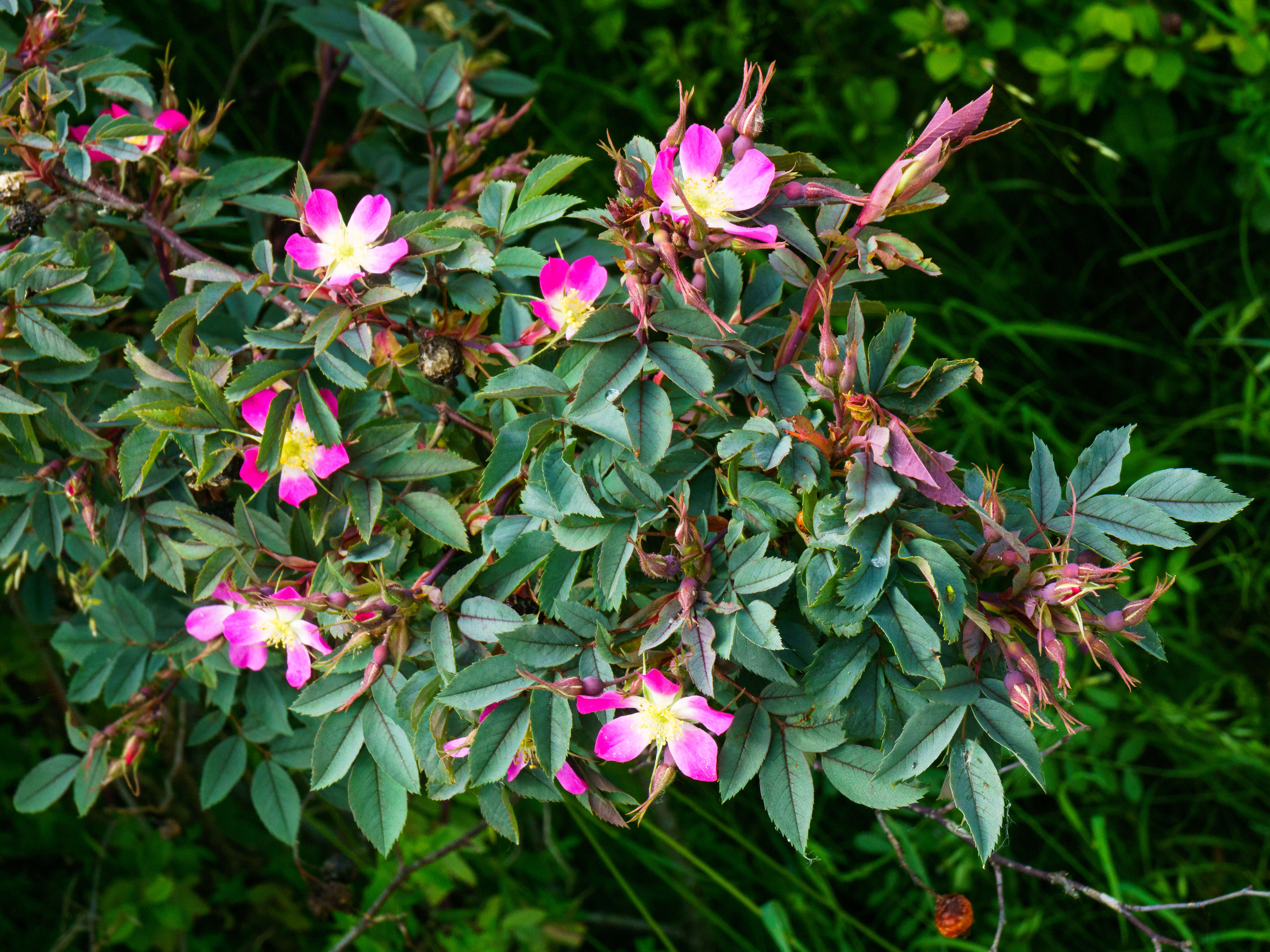 Plancia ëd Rosa glauca Pourret