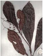 Image of Meliosma simplicifolia (Roxb.) Walp.