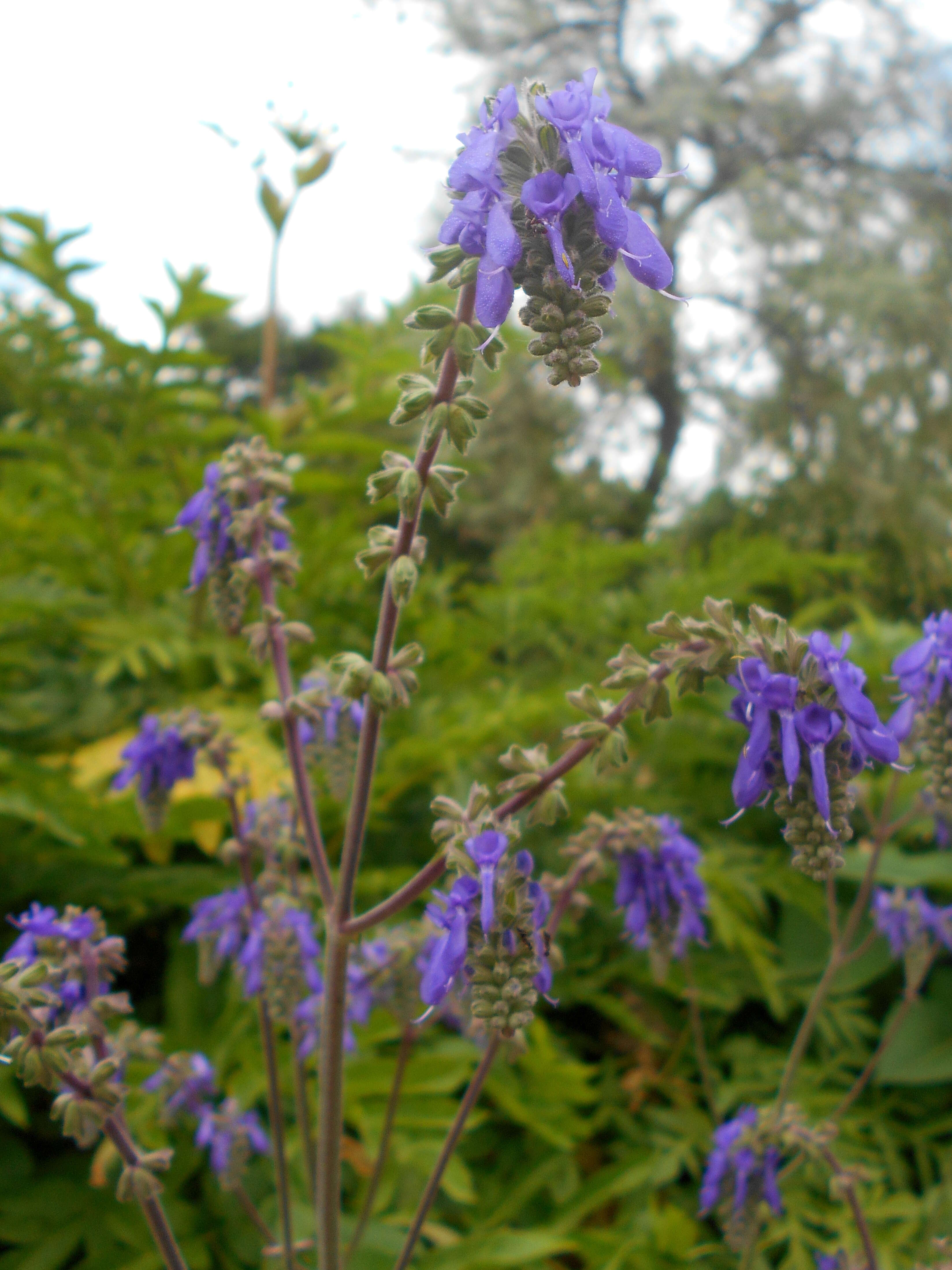 Sivun Salvia nutans L. kuva