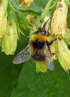 Image of Early bumblebee