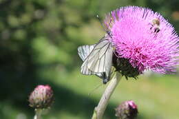 Слика од Cirsium helenioides (L.) Hill