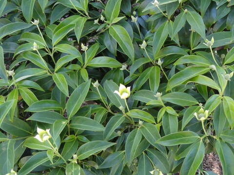 Image of Cornus capitata subsp. angustata (Chun) Q. Y. Xiang