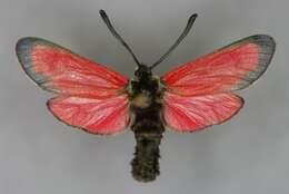 Image of Zygaena rubicundus