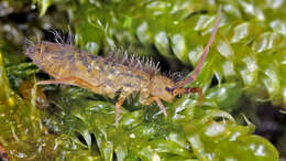 Image of Orchesella villosa (von Linné & C 1767)