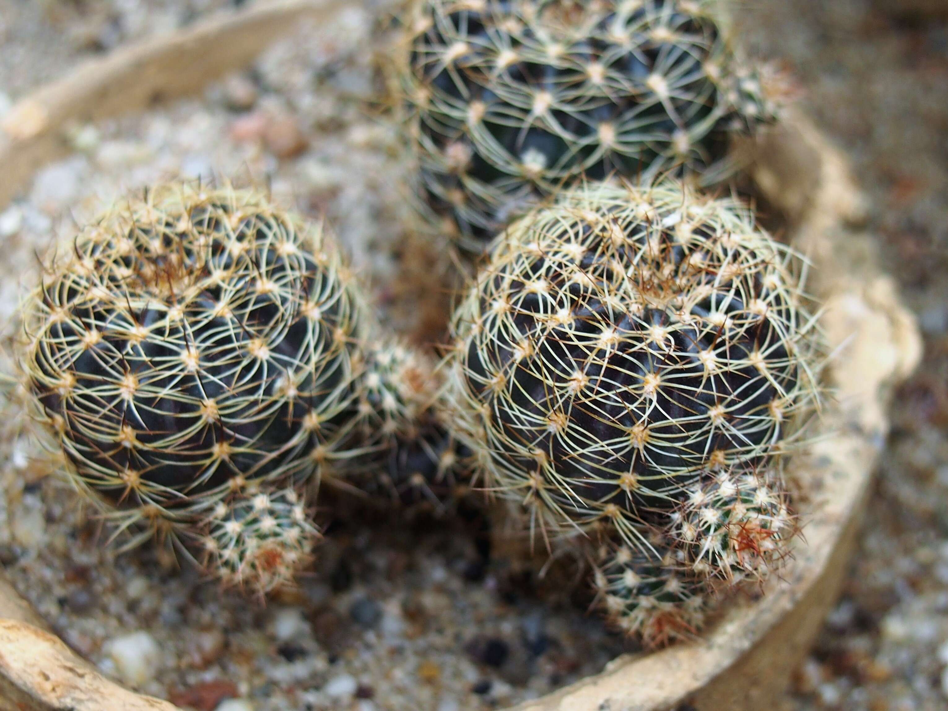 Image of Echinopsis arachnacantha (Buining & F. Ritter) H. Friedrich