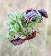 Image of <i>Graphosoma italicum</i>