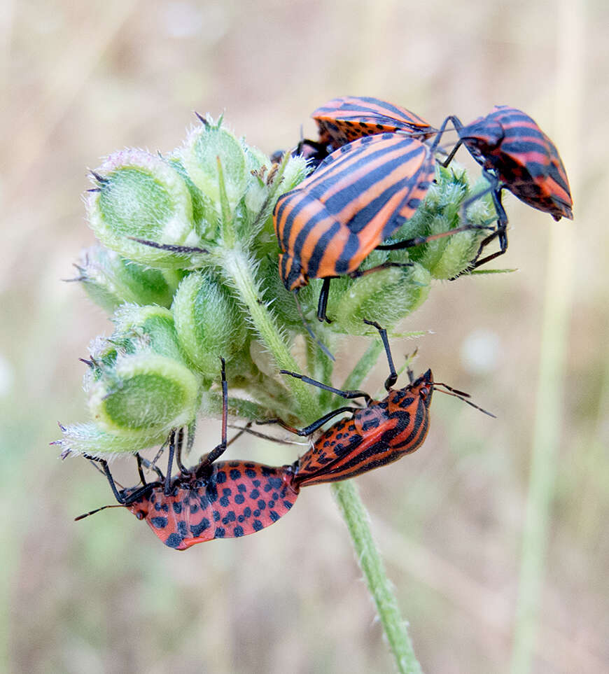 Image of <i>Graphosoma italicum</i>