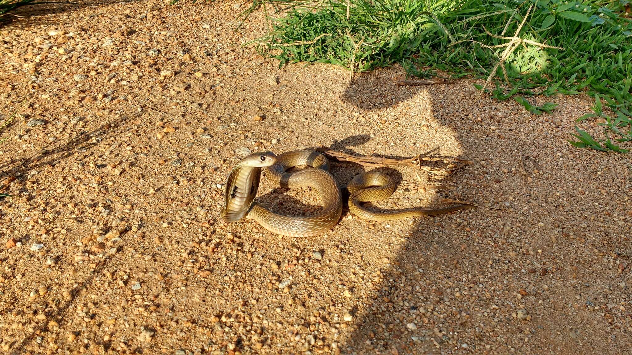 Image of Indian cobra