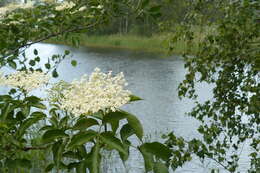 Imagem de Sambucus nigra L.