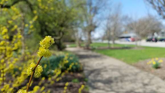 Image of northern spicebush