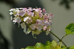 Image of panicled hydrangea