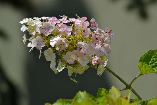 Image of panicled hydrangea