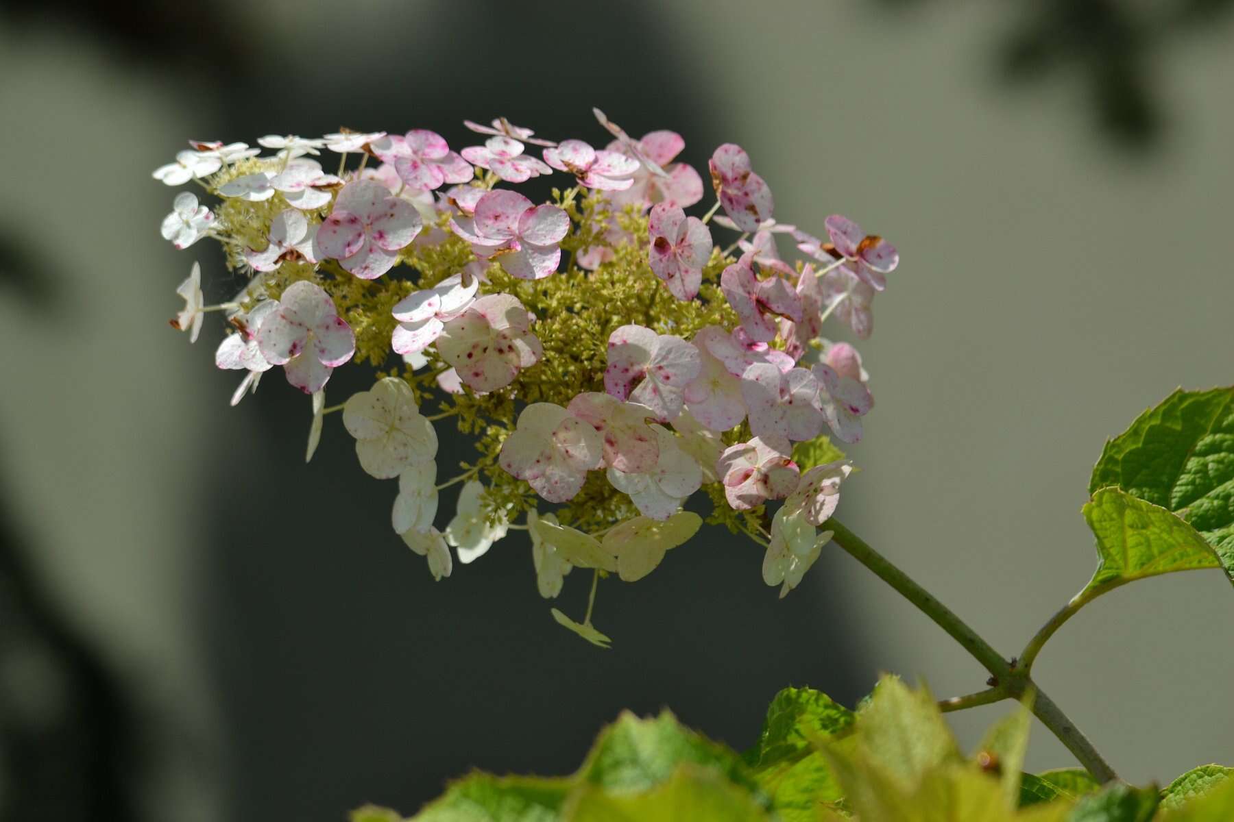 Image of panicled hydrangea