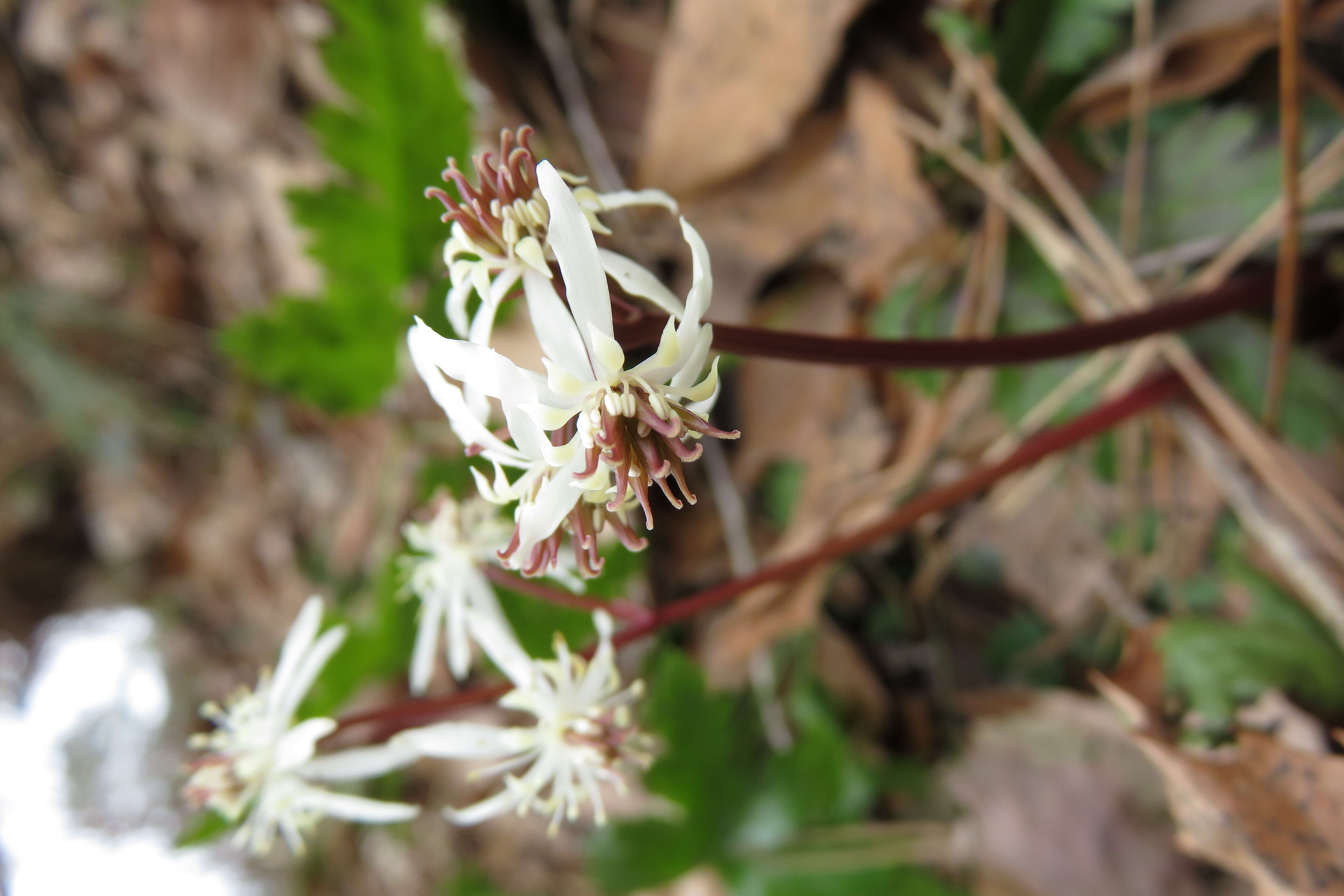 Image of Coptis japonica (Thunb.) Makino