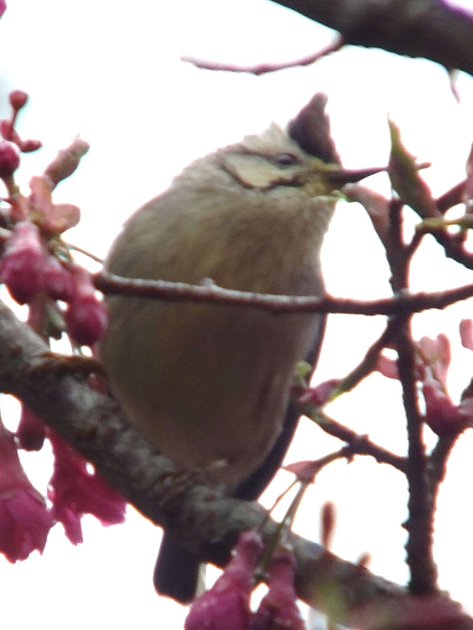 Image of Formosan Yuhina