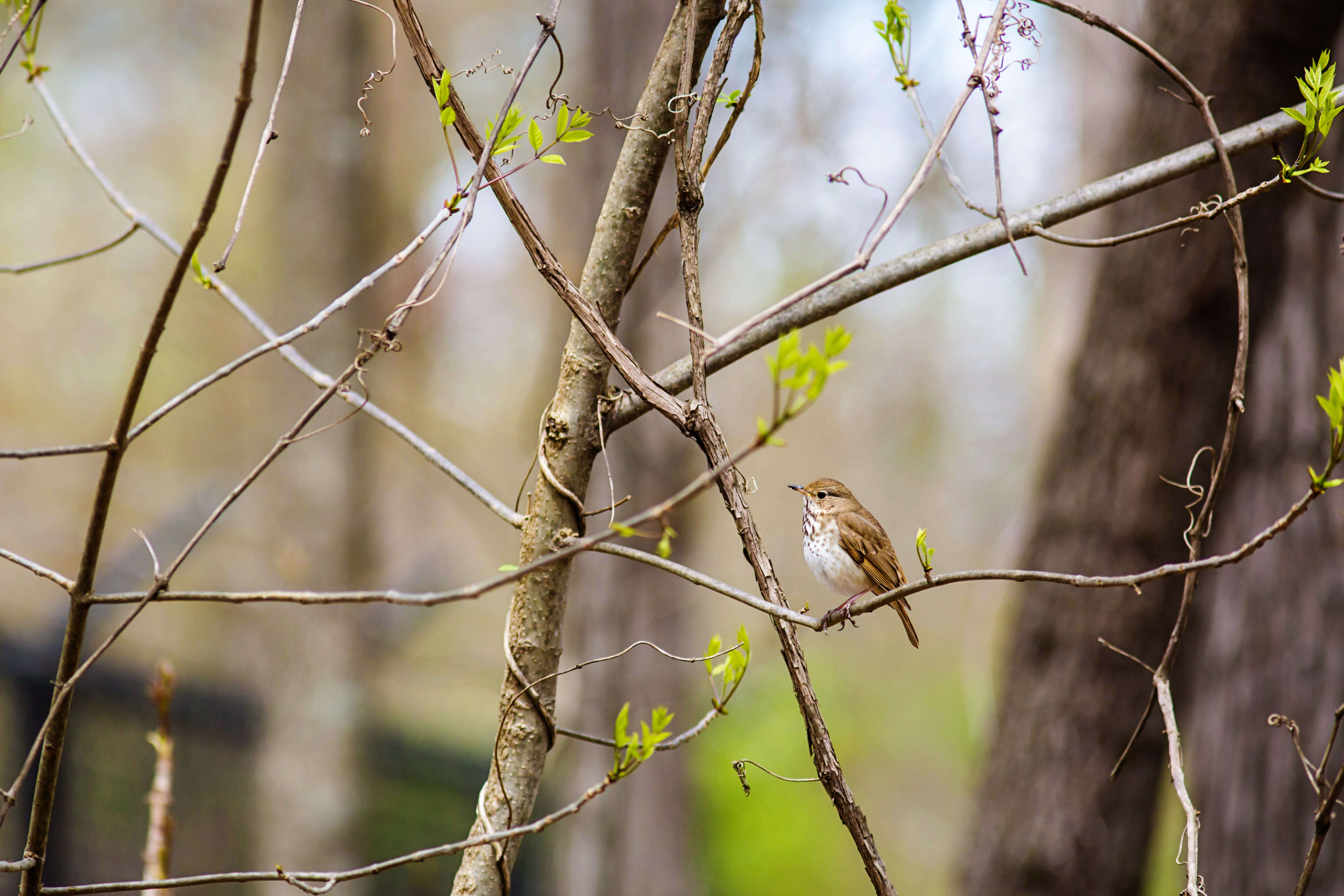 Image of Hermit Thrush