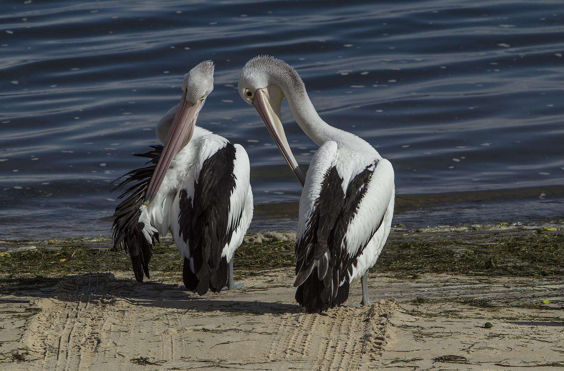 Image of Australian Pelican