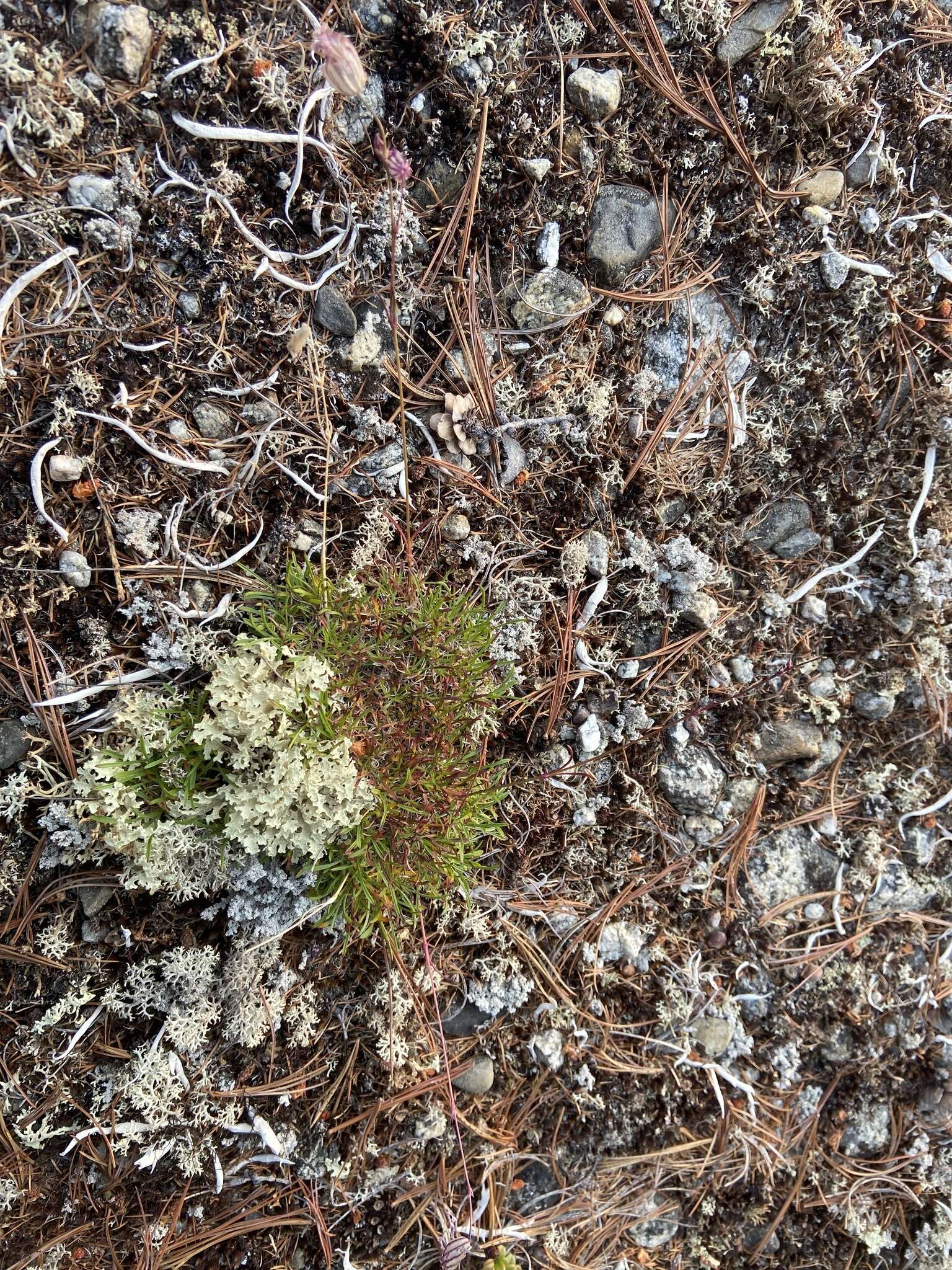 Image of narrow-leaved campion