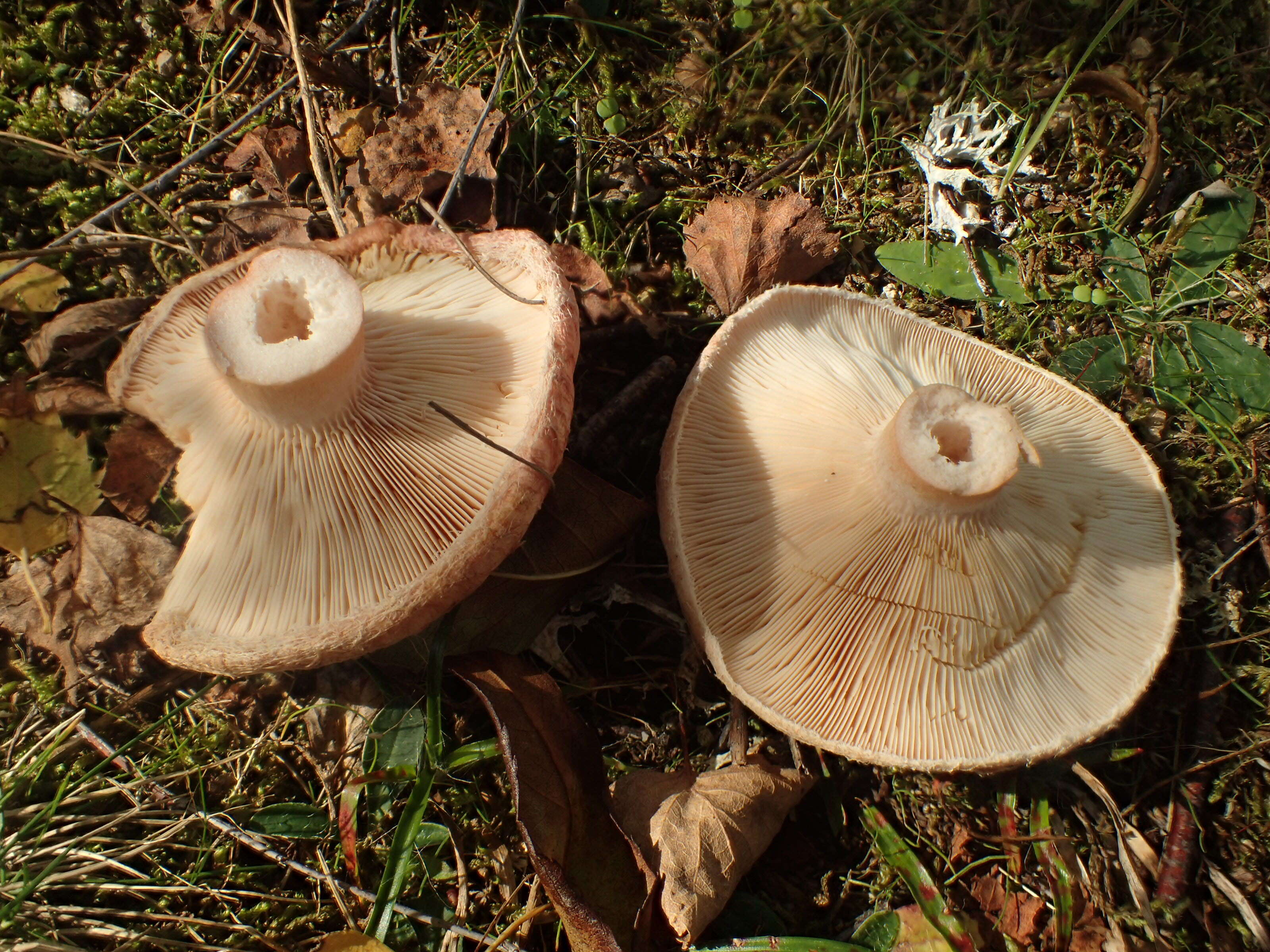 Image of Downy milkcap