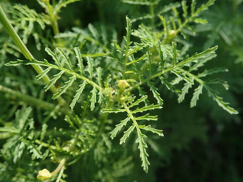 Tagetes tenuifolia Cav. resmi