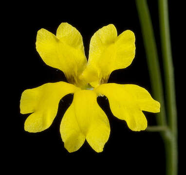 Image of Goodenia pulchella Benth.