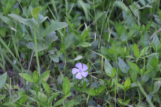 Image of Common Periwinkle