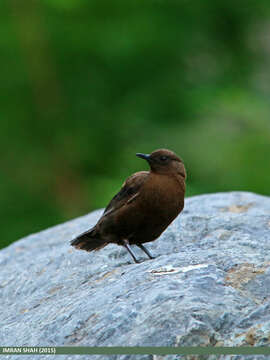 Image of Brown Dipper