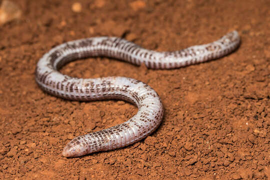 Image of Anatolian Worm Lizard