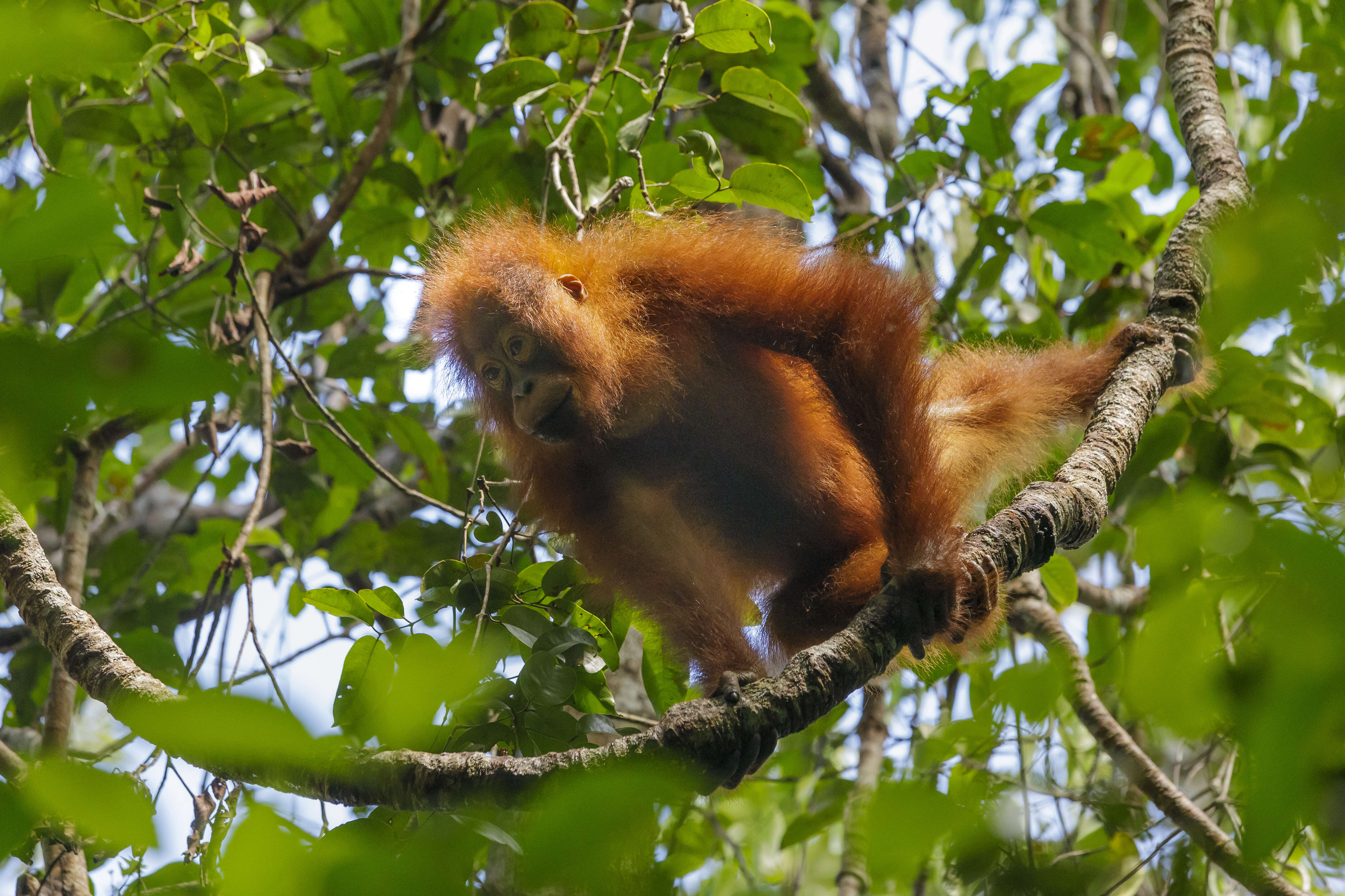 Image of Ponginae