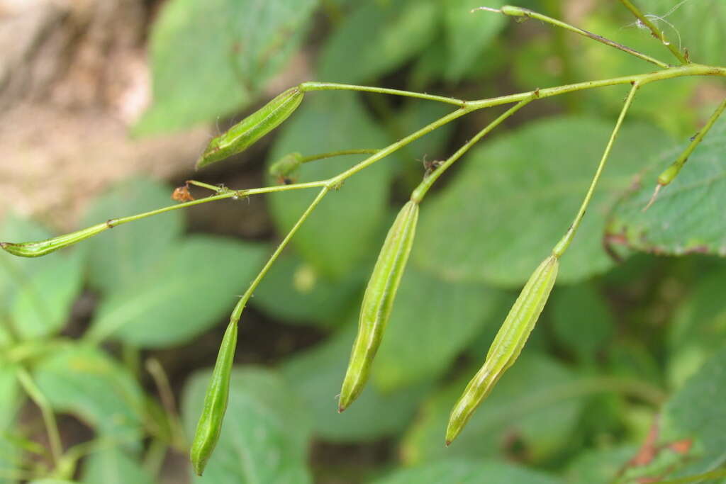 Impatiens parviflora DC. resmi