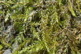 Image of hygroamblystegium moss