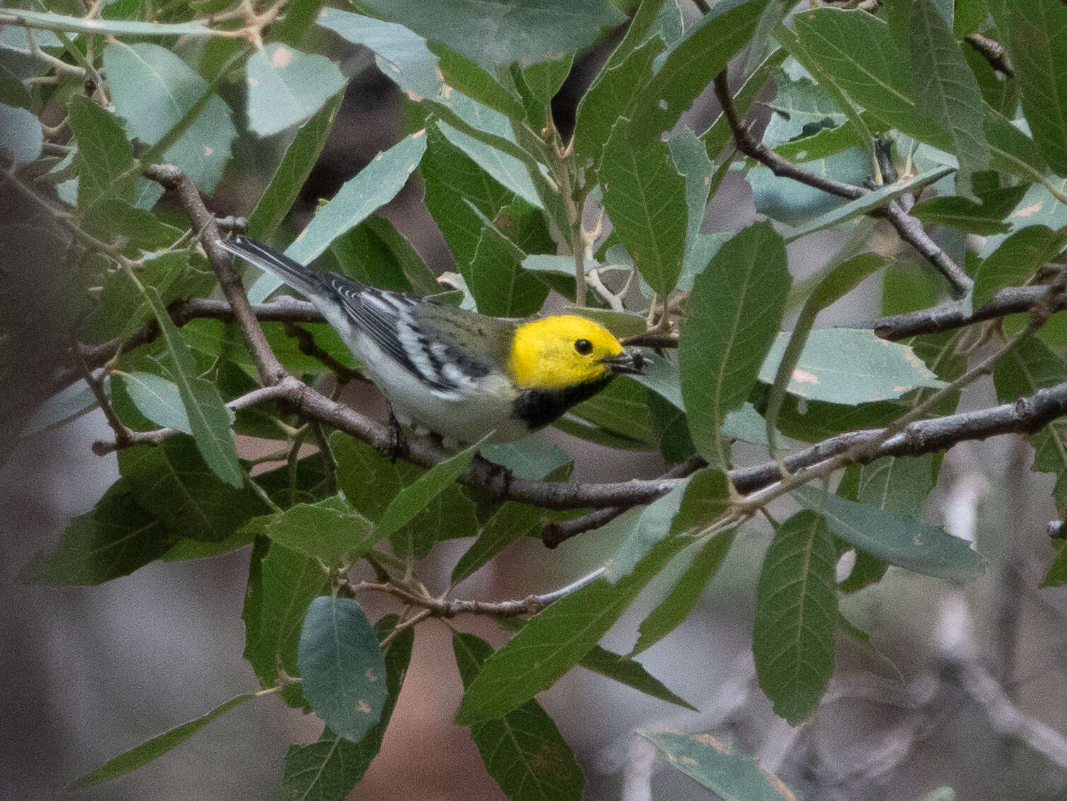 Image of Hermit Warbler