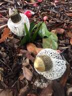 Image of Bridal veil stinkhorn